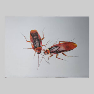 ภาพวาดแมลงสาบ