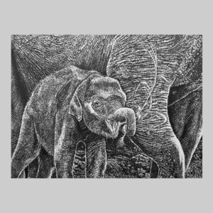 รูปวาดช้าง_2