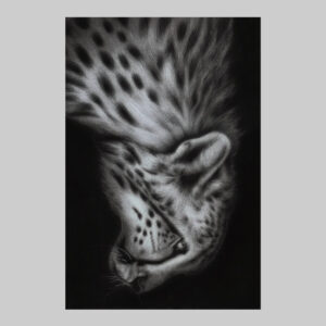 รูปวาดเสือชีต้า