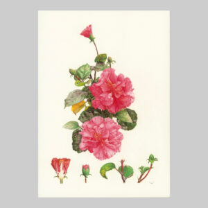 ภาพวาดดอกไม้