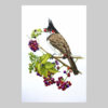 ภาพวาดนกปรอดหัวโขน