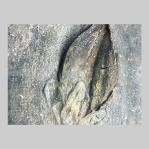 ภาพวาดFossil_2