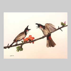 ภาพนกปรอดหัวโขน