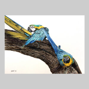 ภาพวาด นกแก้ว