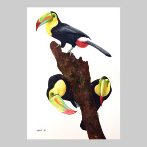 ภาพวาด สีไม้