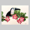 ภาพวาด Toucan & Adenium