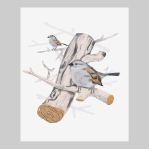 ภาพวาดนก