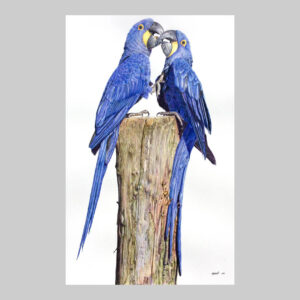 ภาพวาด A couple of Hyacinth