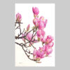 ภาพวาด Magnolia flower