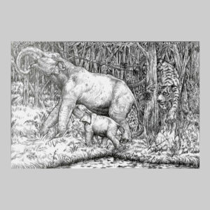 รูปวาด ช้าง