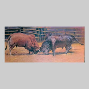 ภาพวาด วัวกระทิง