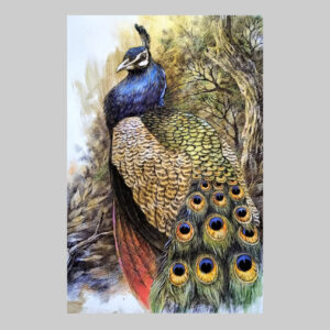 รูปวาดนกยูง