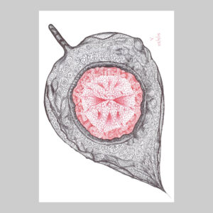 ภาพวาด ใบไม้