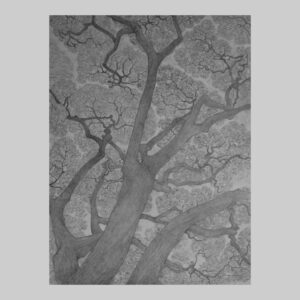 รูปวาด ต้นไม้ 1