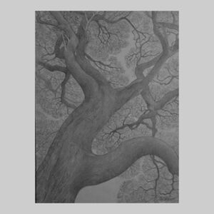 รูปวาด ต้นไม้ 2