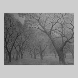 รูปวาด ต้นไม้3